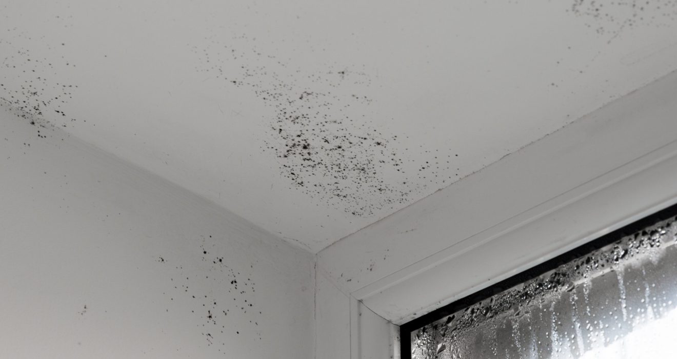Vochtproblemen en schimmel in huis